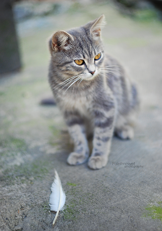 feather mystery