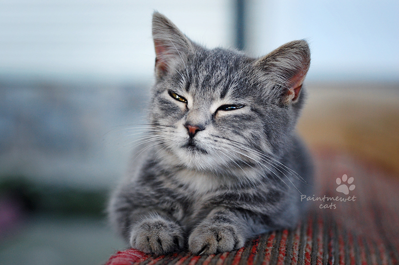 Pretty Grey Kitty