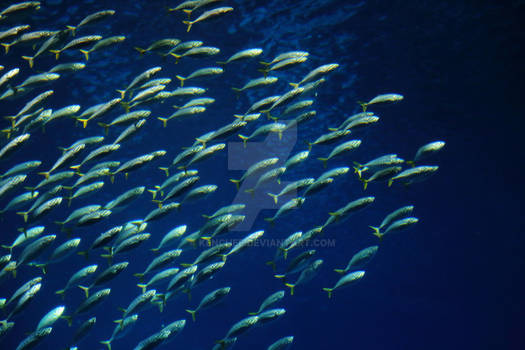 School of Fish