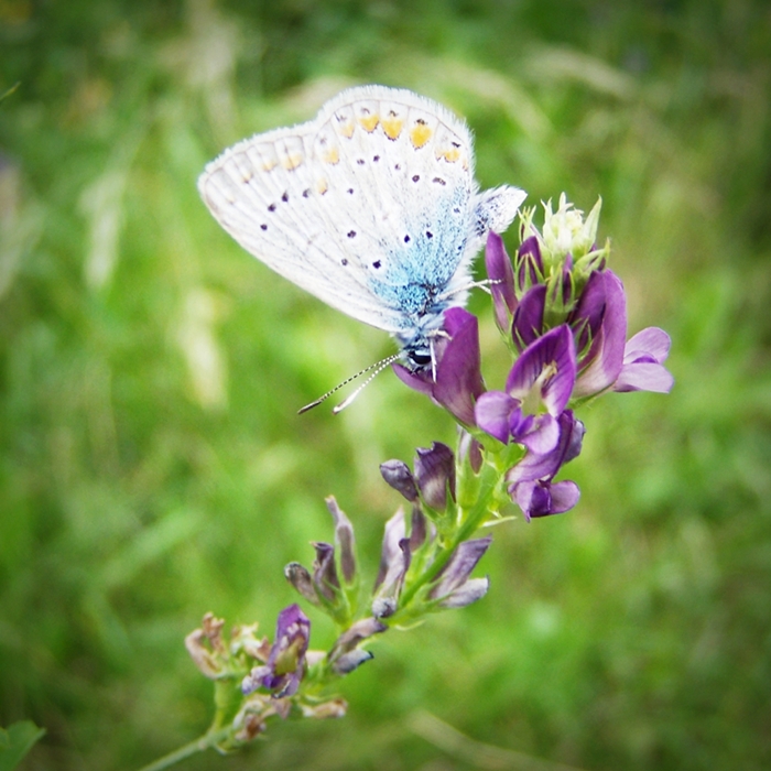 common blue IV