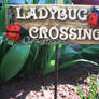 Ladybug Crossing