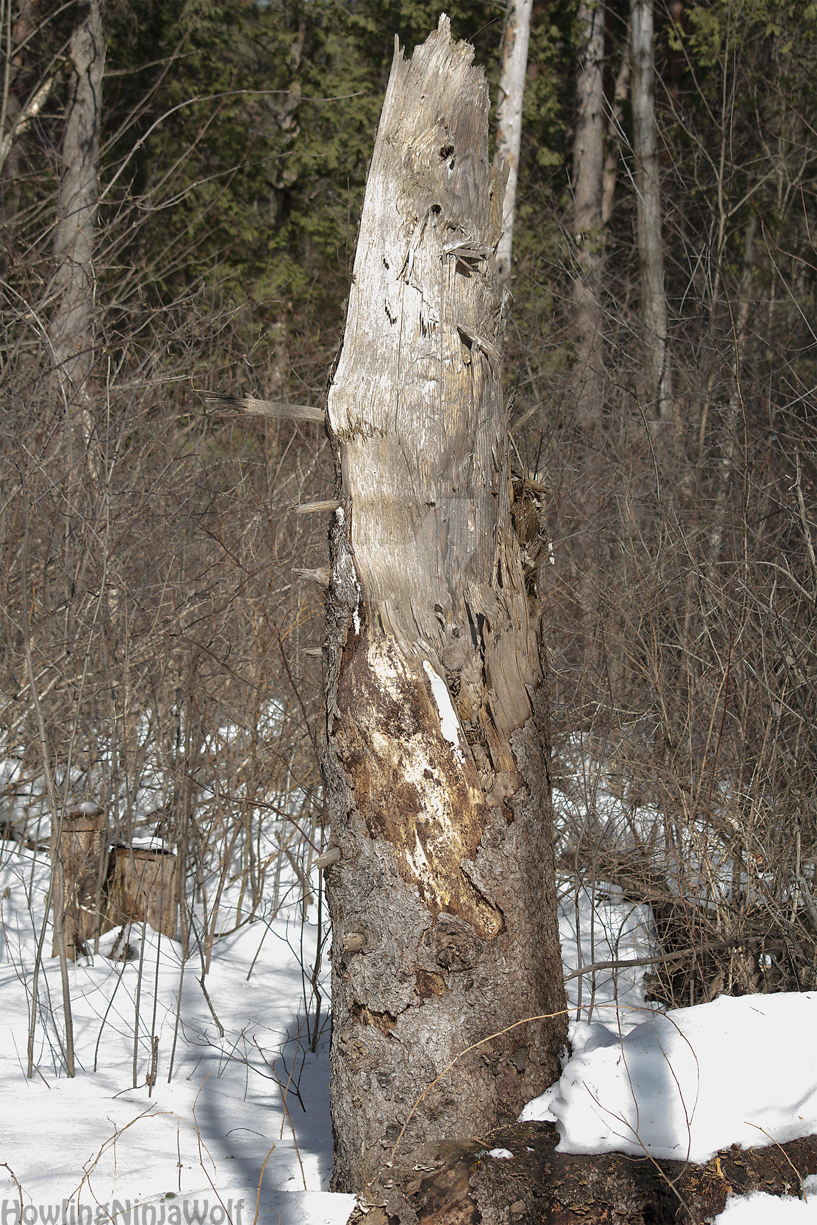 The tree sword by HowlingNinjaWolf on DeviantArt