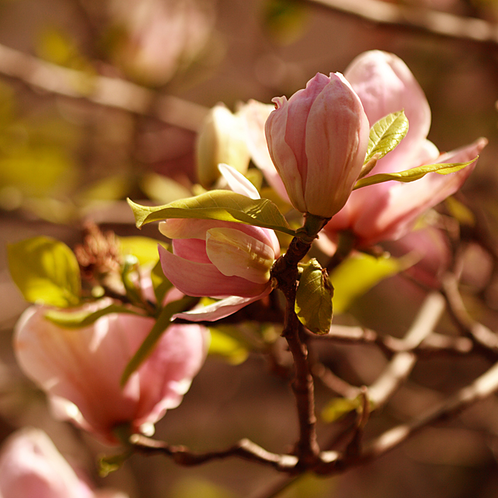 Pink Spring