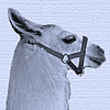 LLama Side View 100-Pixels Avatar FTU