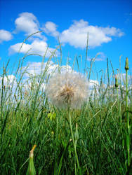 dandilion