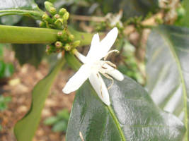 Coffee Flower