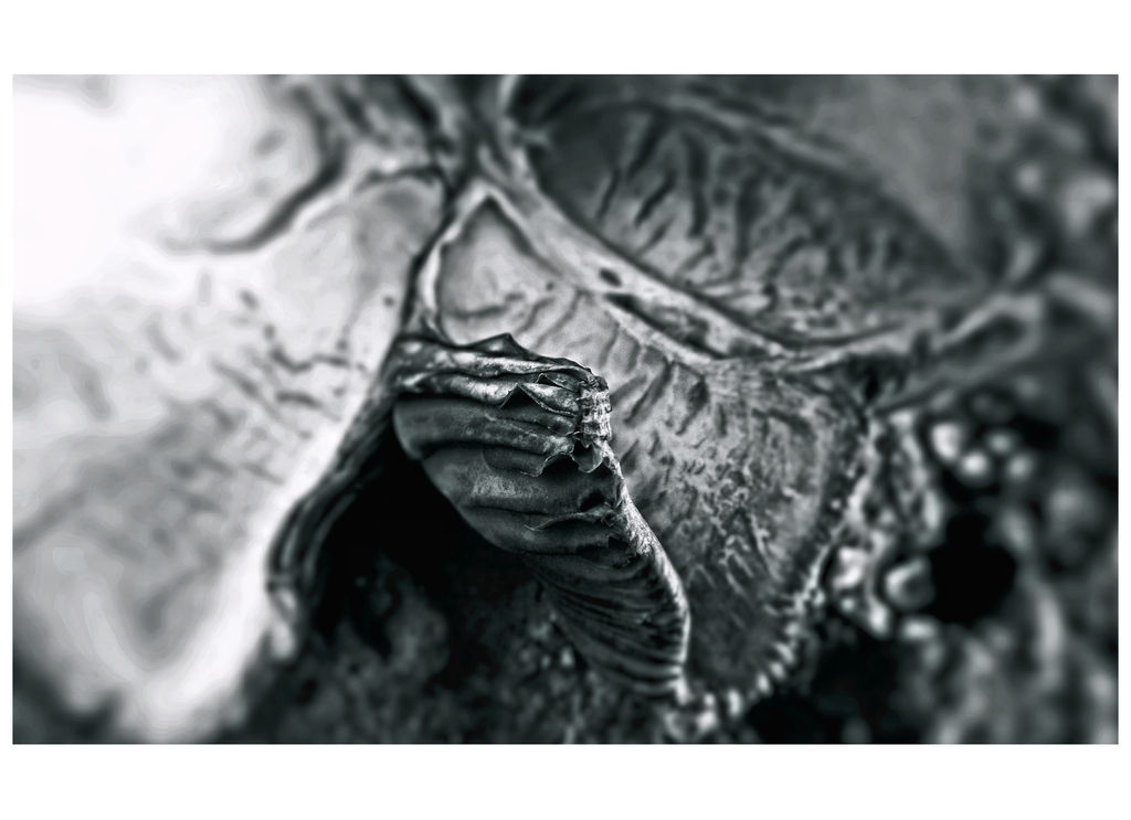 Relic Of The Weird Beast by rickster155 on DeviantArt