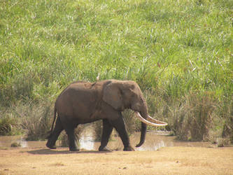 Bird wrides Elephant?