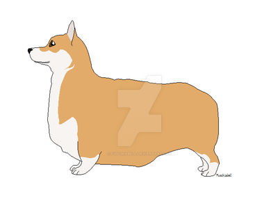 Corgi