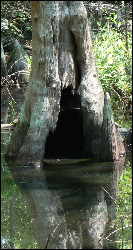 Bald Cypress