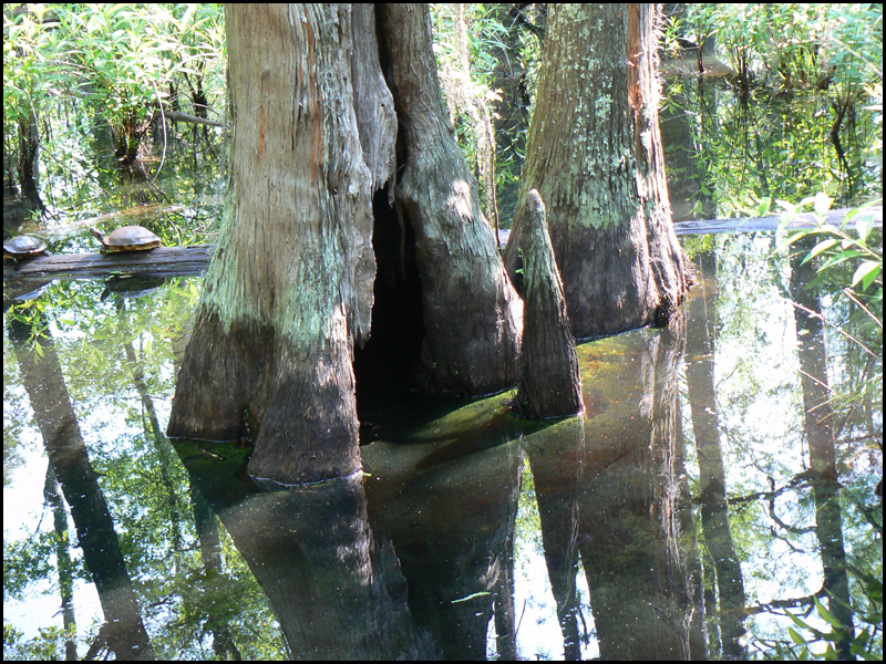 Bald Cypress and Turtles