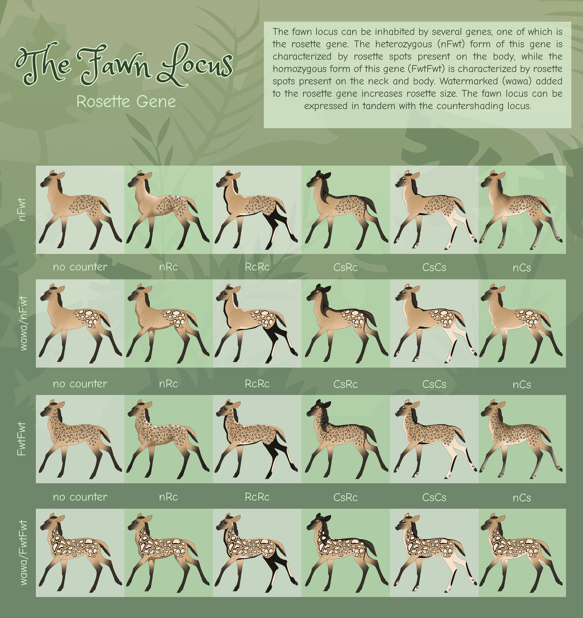 Fawn Loci | Rosette Gene