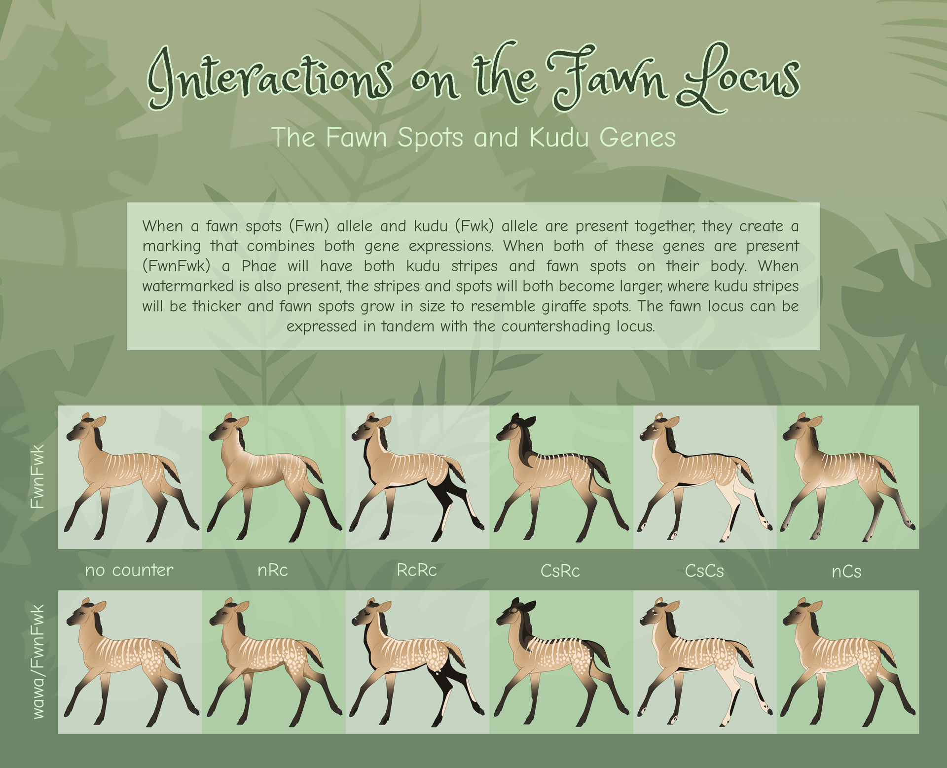 Fawn Loci | Fawn + Kudu Genes
