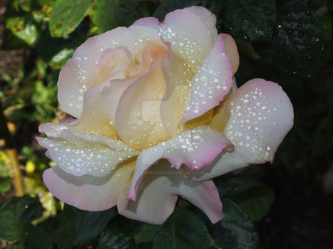 Rose After Rain