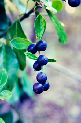 Berry Cluster