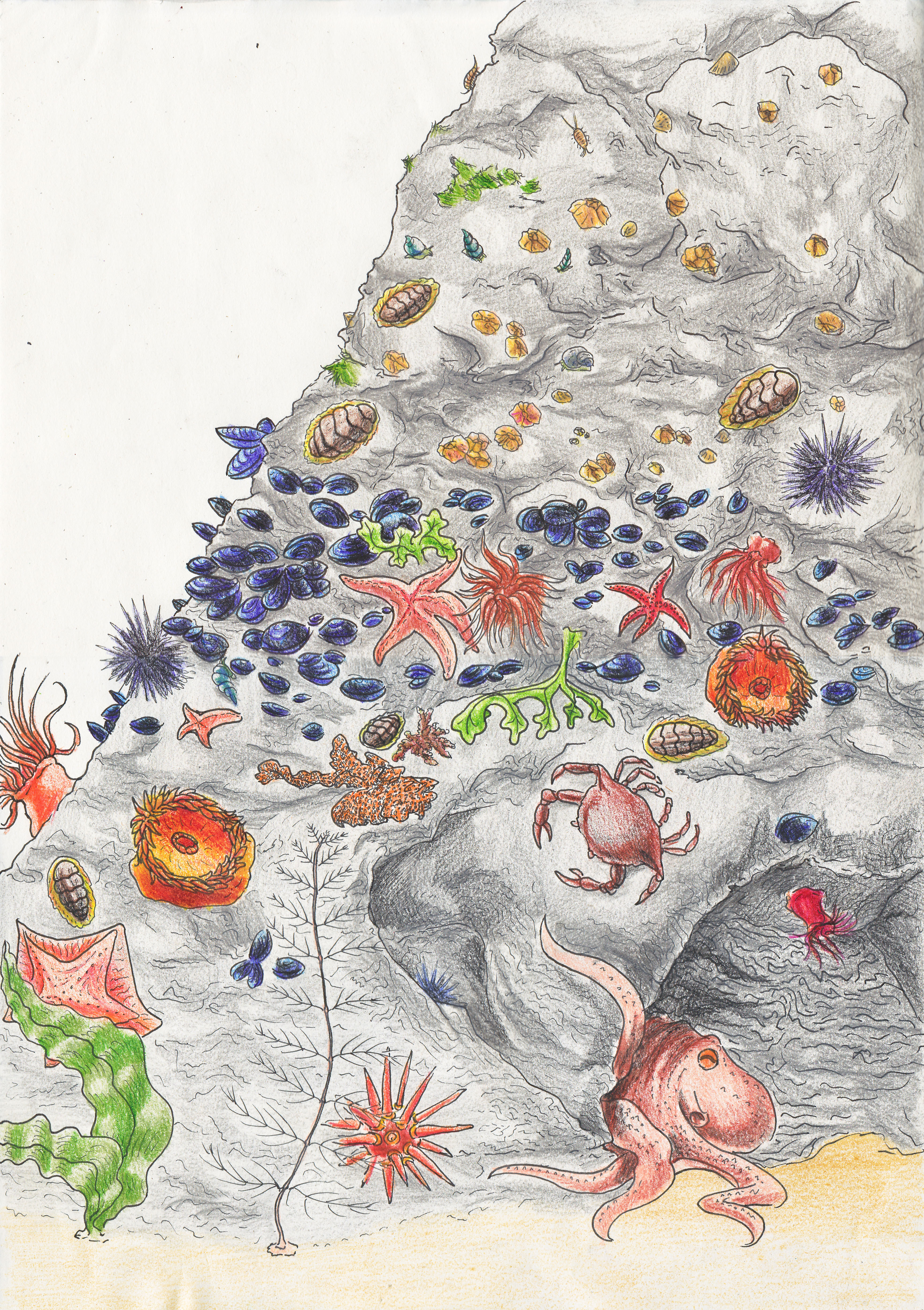 Intertidal zones by philosophiaedoctor on DeviantArt Intertidal zones by philosophiaedoctor on DeviantArt