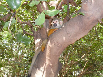 Capuchin, Qiryat Motzkin Zoo