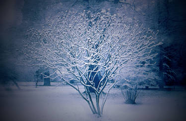 Winter Tree