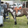 grulla overo