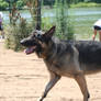 german shepherd dog 10