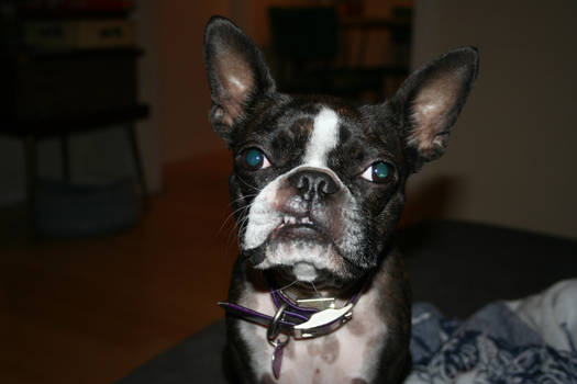 boston terrier portraits 5