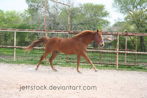 chestnut quarter horse 7