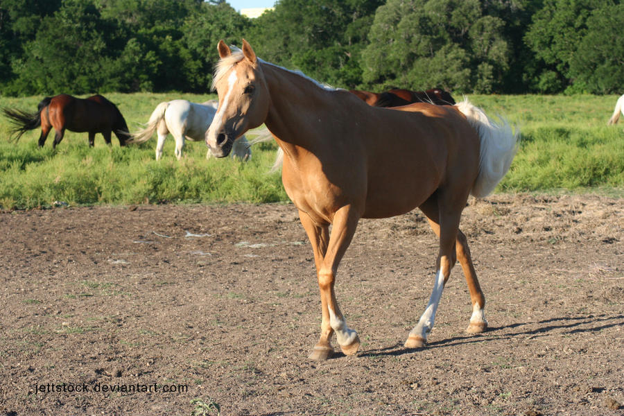 palomino arabian 3