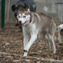 husky pup 3