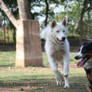 white husky