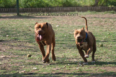 pit bull, mastiff running