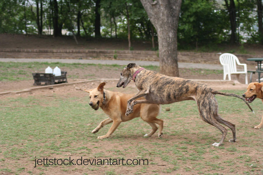 greyhound running 5