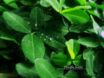 Gotas de agua dulce. by met-hartstocht