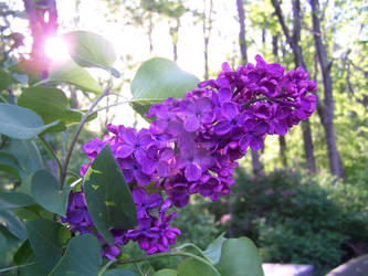 Happy Lilac