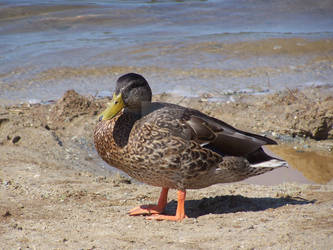 Beach Duck