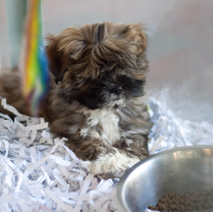 Puppy in the window