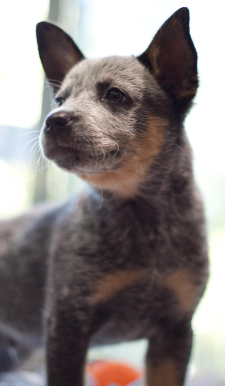 Blue Heeler