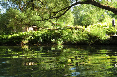 Ferns at the riverside