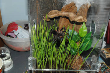 A. Versicolor and Catgrass