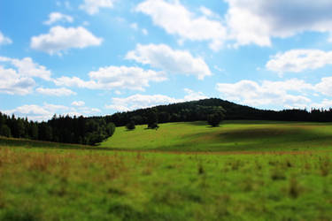 Field near Cvikov.