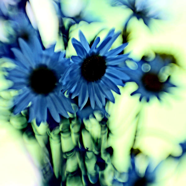 Blue flowers