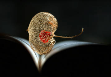 On the book by bwoman2008