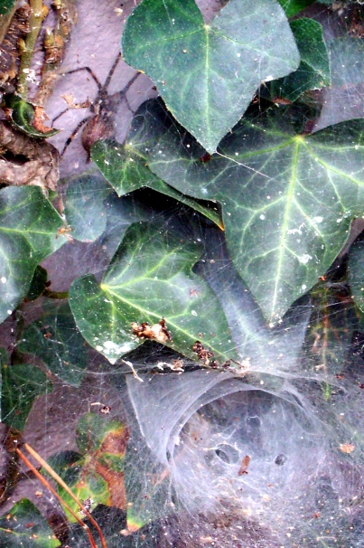 Funnel Web