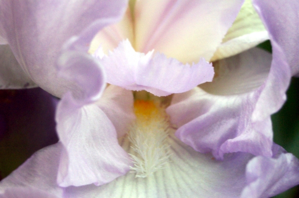 Iris Folds