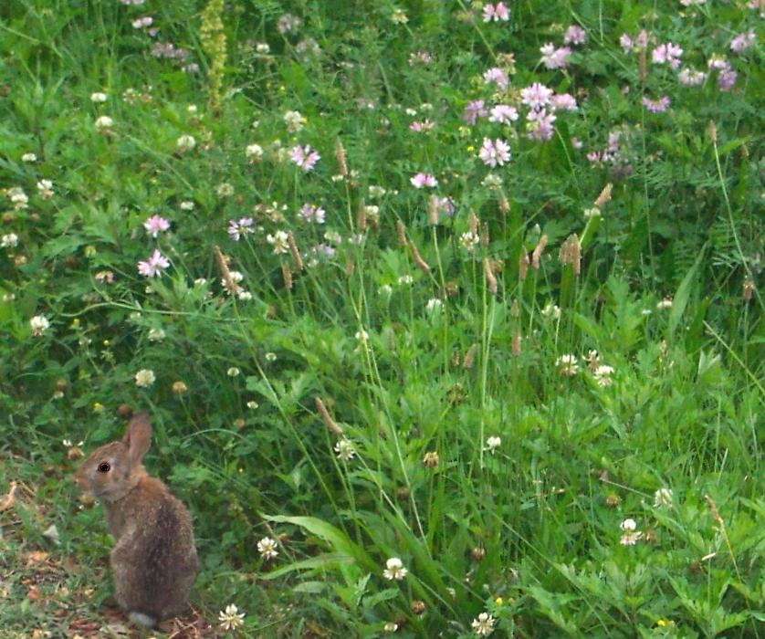 Wild Rabbit