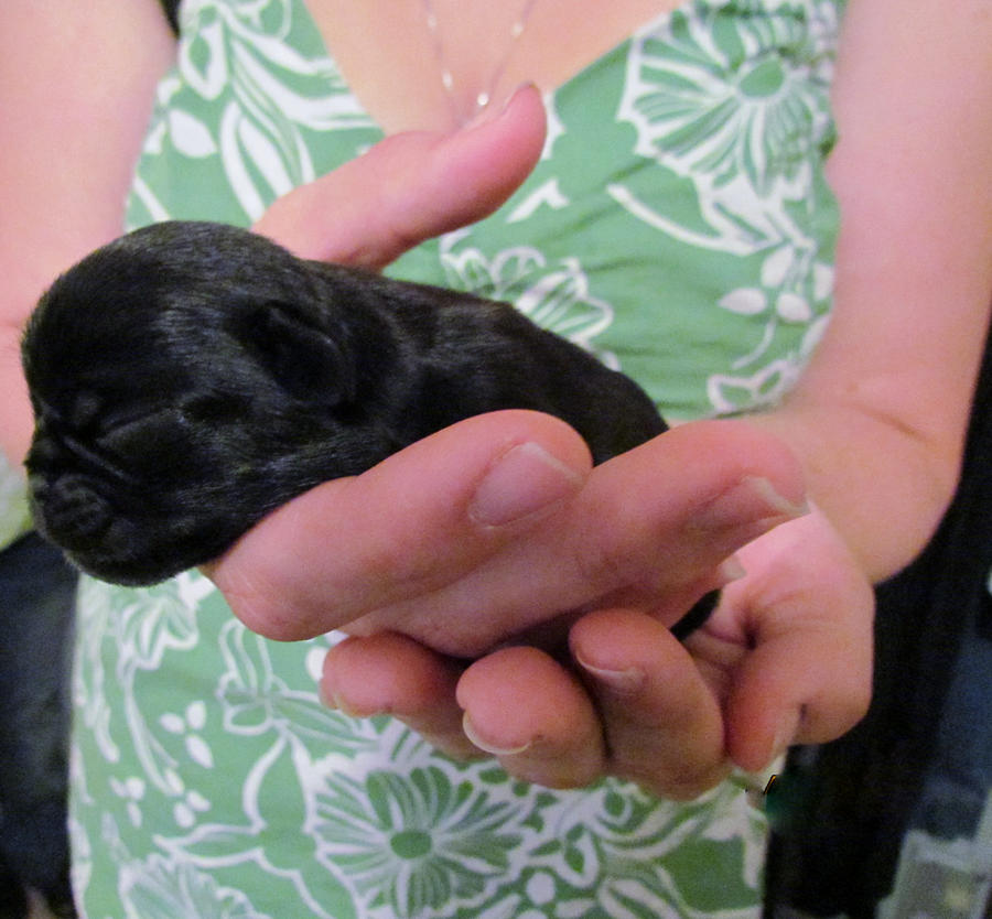 Newborn Pug