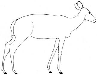 Adult Female Deer