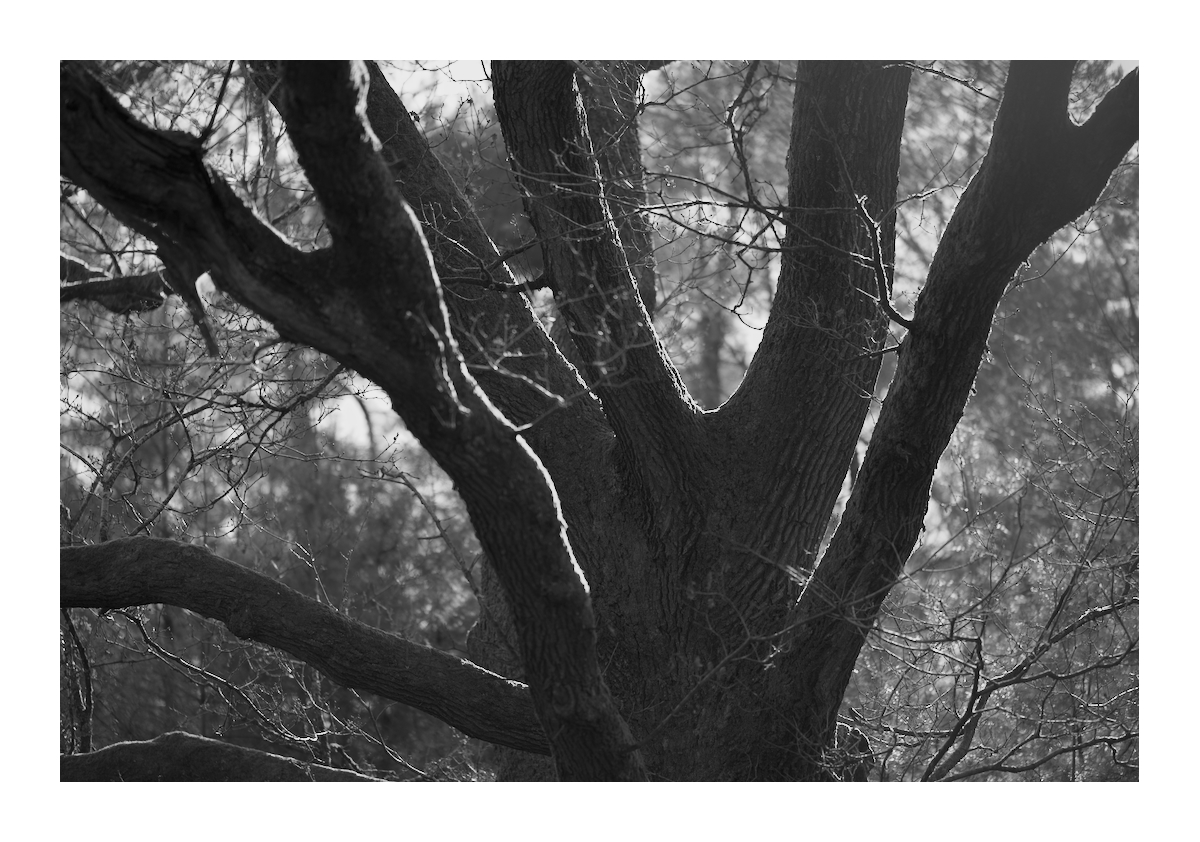 Color Branch Out branch out by pats-corner on DeviantArt