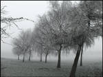 frozen trees by in-my-viewfinder