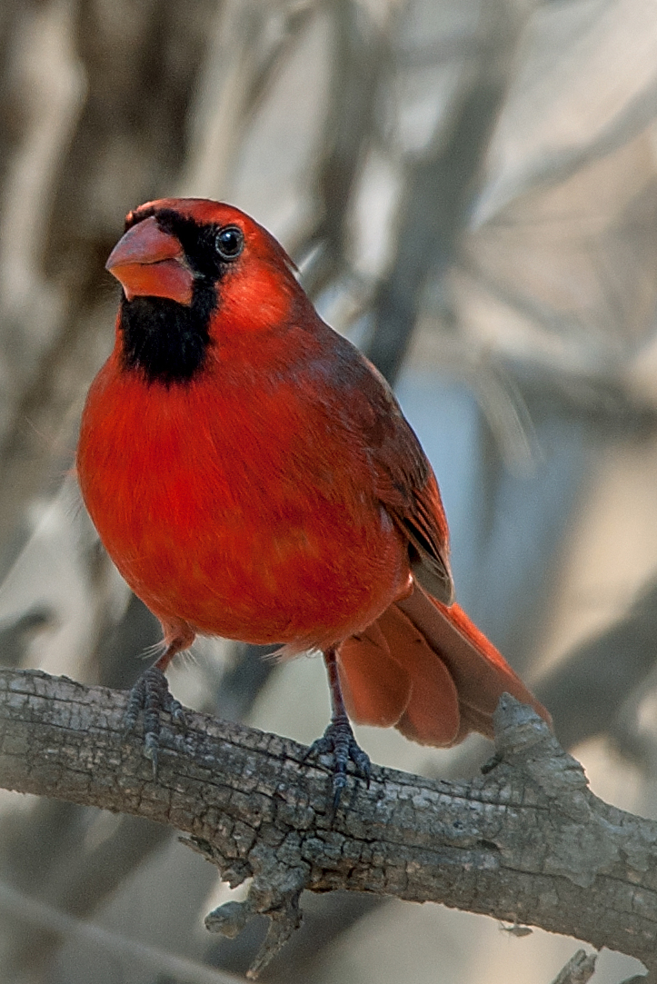 Getting closer to the Cardinal of the trees