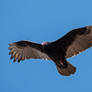 Turkey Vulture